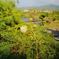 All nhân chứng tại hiện trường(-1vài ng)