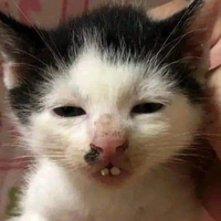 T/g đã tàn hình