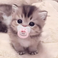tác giả cti