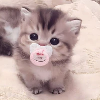 tác giả cti