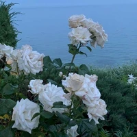 Người bí ẩn 👀