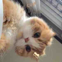 D/W chủ tus dayy