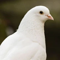 Ajisai