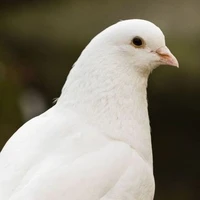 Ajisai