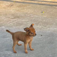 Ăng ăng gâu gâu