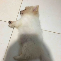 Cục cưng cụa tui