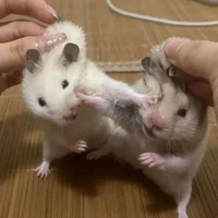 Sinh Viên Trường Walkis