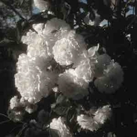 Cân toàn bộ nhân vật ngay cả T/G 