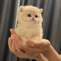 Mèo Đức Duy