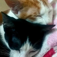 tác giả nè mấy ní