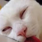 Mèo hay ngủ