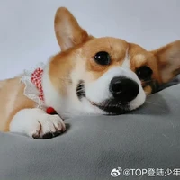 bobo