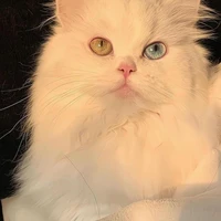 Bơ🥑 (tác giả)