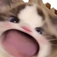 Các Cậu