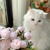 Shi cute ( tác giả )