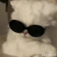Mèo