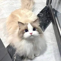 Nini
