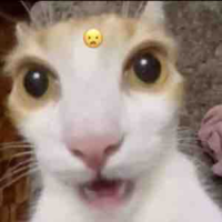 * ~ Shoujou ( tg ) ~ *