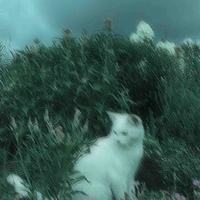 @Tác giả Meowmeow