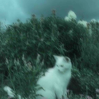 @Tác giả Meowmeow