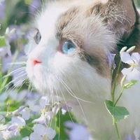 hệ thống 1607 [ đậu nhỏ]