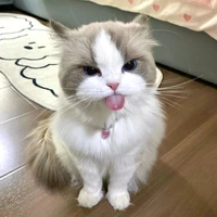 bà già y/n