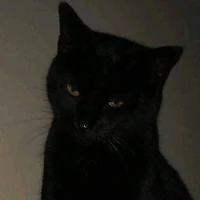 Mèo Đen ( hệ thống )