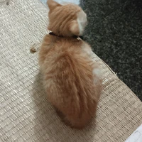 Vivi