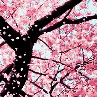 Sakura to kyusai