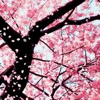 Sakura to kyusai
