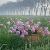 Diệp Ngọc Lan [ Mẹ Đặng ]