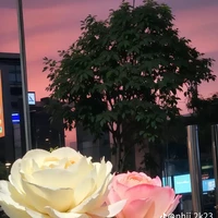 nhỏ t/g