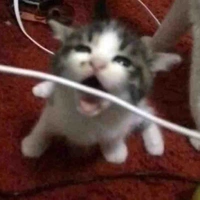  Zieee 