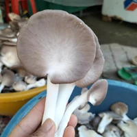 thằng t/g bán nấm:)