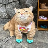 Pann🐱