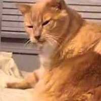hệ thống (mèo cam😺)