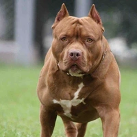 Bé chó cute