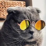 tác giả
