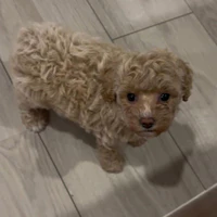 T/g cutii nhất quả đấttt