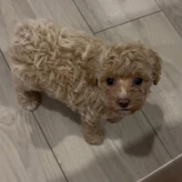 T/g cutii nhất quả đấttt