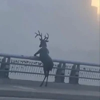 tổng hợp nhân vật