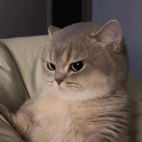 con t/g xèm lonz ( hay suy)