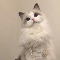 Swing - mèo Ba Tư
