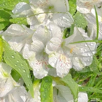 all - trừ những người nên trừ