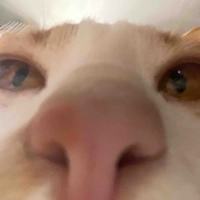 Tg