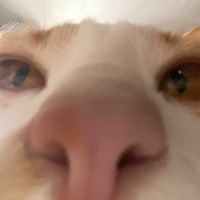 Tg