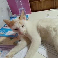 Thiên An