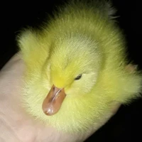 con TG 2k13 bị khùng:))