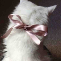 Tgiaa_Tờ Dynn