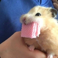 Biệt đội kích war 🥺